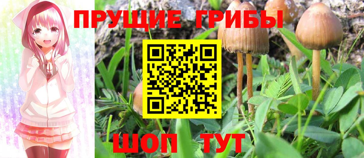 Псилоцибиновые грибы Psilocybe Уссурийск